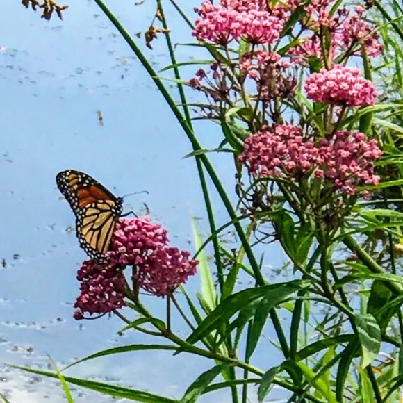 Meet your Posher, Kris - Picture 9 of 10